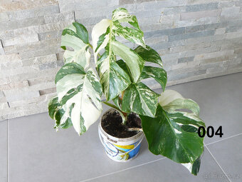 Monstera Albo Variegata - 6 a 7 listů - 3