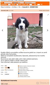 Hledáme majitele -  landseer, bukovina, šarplaninec - 3
