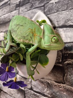 chameleon jemenský - 3
