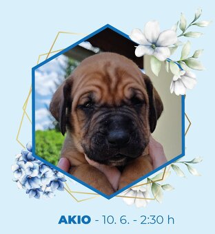 TOSA INU zlatá štěňátka s PP - 3