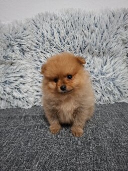 Pomeranian - 3