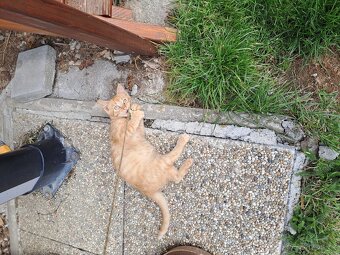 Darujeme kotě - zrzavého kocourka - 3