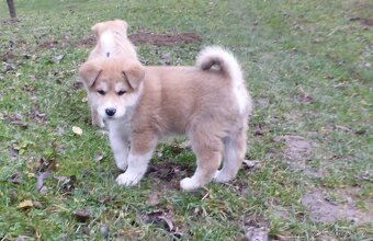 Prodám 2 štěňátka Akita Inu - 3