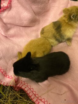 Zakrslí králík - 3