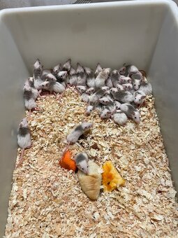 Mastomyši a potkani - 3