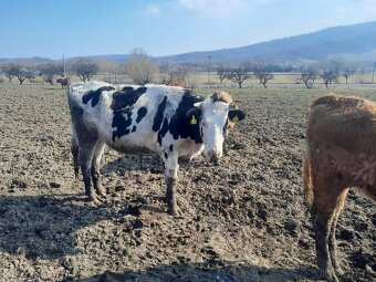 Březí jalovice H100 - 3