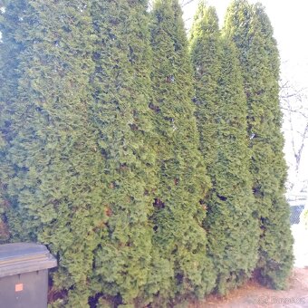 Vzrostlé thuje - 3