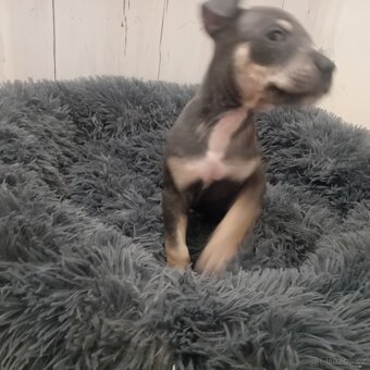 Stafordšírský bulterier/teriér - 3