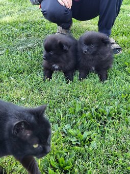 Špic pomeranian - 3
