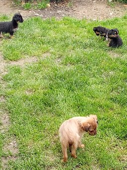 Štěňátka křížence Mops York Krysařík jsou naši předci 🙂 - 3