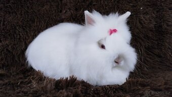Zakrslý králík, králíček -(TEDDY)-HEIDY - 3