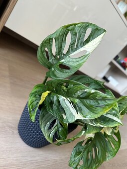 Monstera adansonii variegata / monkey mask panašovaná - 3