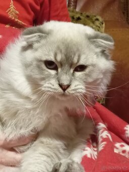 Skotský klapouchý kocourek, odrostlejší kotě. - 3