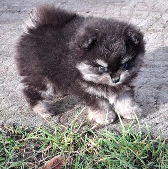 Štěně pomeranian - 3