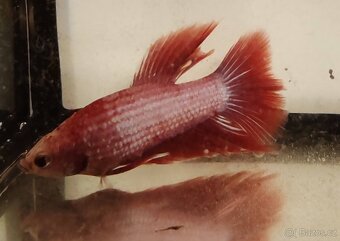 bojovnice bety samci a samice - 3