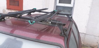 Felicia zahradka - 3