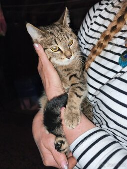 Daruji dvě kočičky - 3