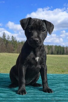 Patterdale teriér - 3
