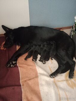 Štěňata německého ovcaka-bez pp - 3