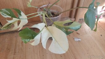 Monstera minima albo - 3