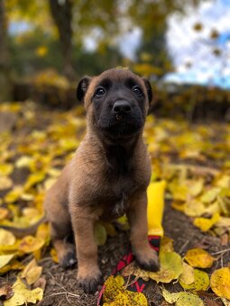 Belgický ovčák - Malinois - 3