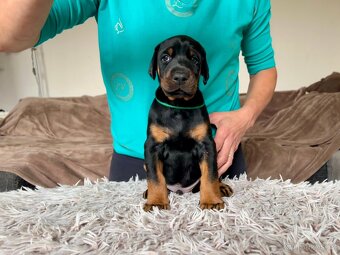 Dobrman s PP FCI - 3