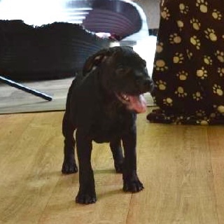 Stafordširský bulteriér s PP - 3