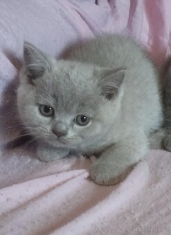 Britská koťata - 3