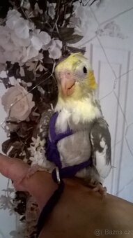 KORELA RUCNE DOKRMENA UCENA NA KSIRKY KLUK - 3