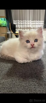 Koťátka Ragdoll - 3