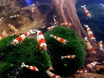 Prodám top krevetky - 3