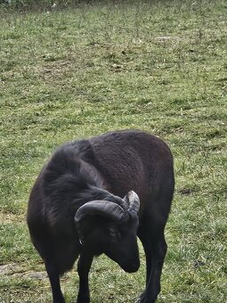 Kamerunský beran - 3