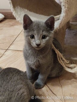 Ruská modrá kočka REZERVACE - 3