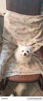 Oříšek čivavy - 3