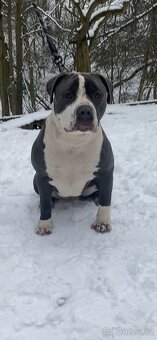 American Bully XL - 3