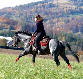 Quarter horse- připouštění (Bay roan) - 3