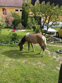 Mini hors - 3