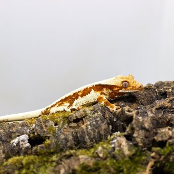 GeckoSVK - Pagekóny a krmivá - 3
