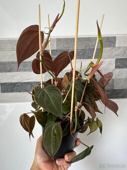Philodendron scandens Micans - 3