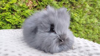 Zakrslý králík, králíček -(TEDDY)-OLAF,OLINA,OLIVER - 3