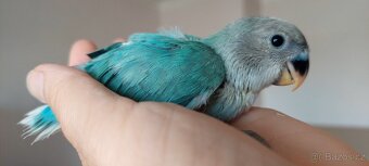 Agapornis růžohrdlý ručně dokrmený - 3