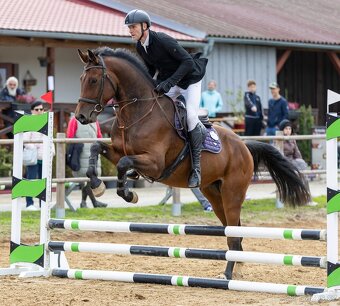 Oldeburský valach - 3