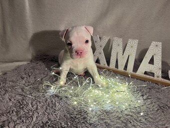 American bully pocket - 3