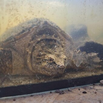 Prodám želvy - 3
