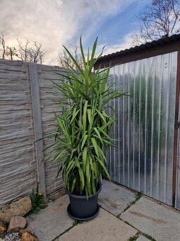 Juka obrovská 220 cm vysoká. - 3