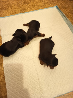 jorkšírský teriér - 3