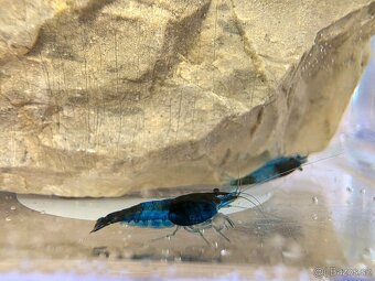 Krevetky Neocaridina var. Blue Rili - 3