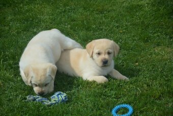 Labrador - 3