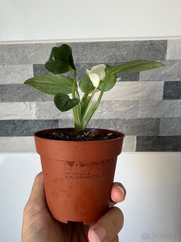 Monstera standleyana,,COBRA'' panašovaná - 3