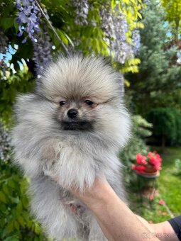 Pomeranian s p.p - 3